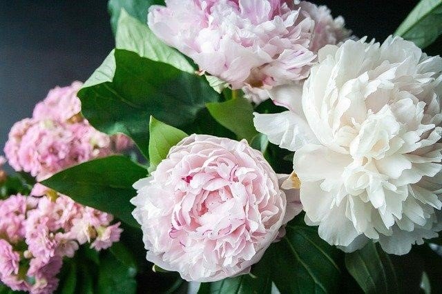 Fragrance-free flowers or mild fragrance flower 