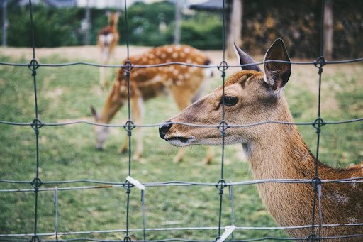 metal deer fence